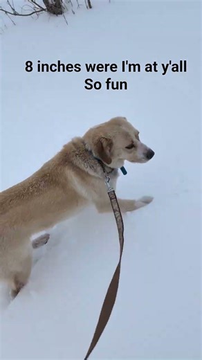 I had my two hunting dogs out and my sheep dog and they wanted to run away so leash it was🤣🤦