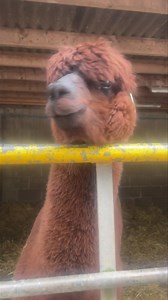 Did you know? Alpacas hum when they’re excited, curious or even impatient - like this one, very ready for his walk! 🦙 Humming is their way of chatting with us and their herd. #alpacahums #letsgoalready | Charnwood Forest Alpacas & The Chilli Bean