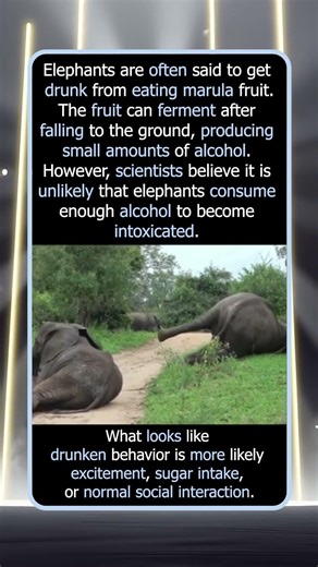 Do Elephants Really Get Drunk From Marula Fruit?