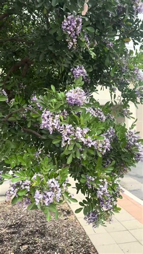 Texas Mountain Laurels Blooming in New Braunfels