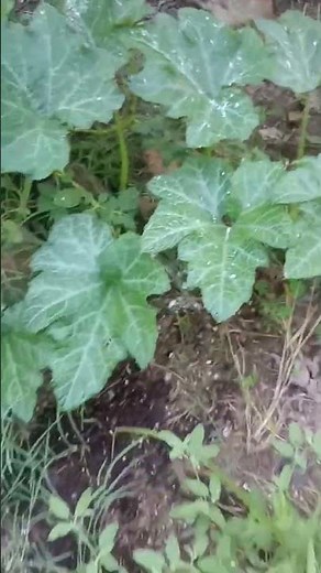 Delicata Squash is Growing!