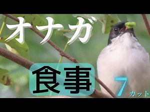 【野鳥の食事風景】オナガの食事集 7カット！オナガの食べる様子を動画で確認できます