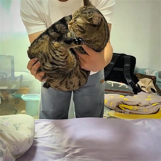 “滿級貓咪大賞” #貓咪 #滿級貓咪 #貓咪的迷惑行為 | 朱两只吖