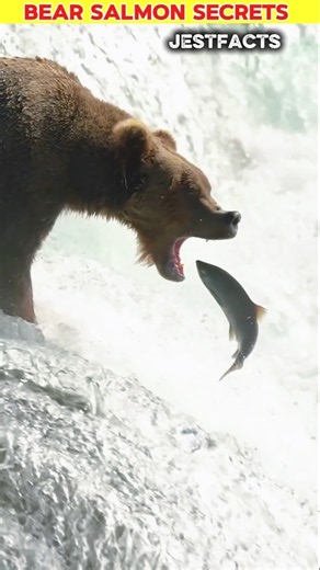 ఎలుగుబంట్లు చేపను పూర్తిగా ఎందుకు తినవు? 🐻🐟 #wildlife #animals #shorts