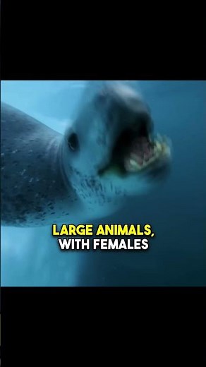 Terrifying Predator Lurking Near Antarctica: What Is a Leopard Seal?