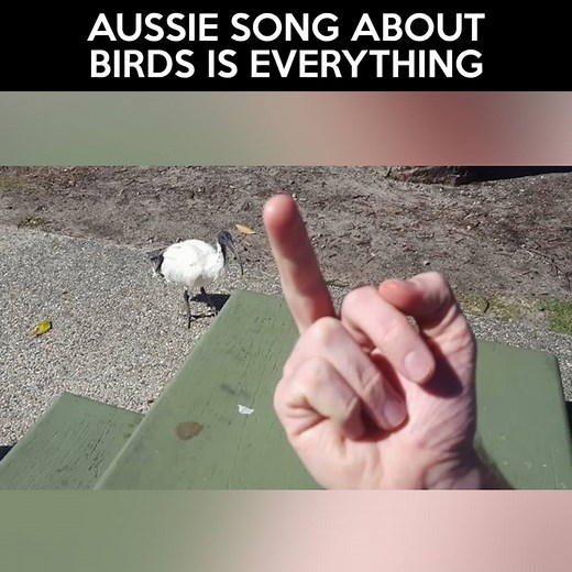 Aussie song about birds is everything Credit: www.youtube.com/watch?v=mO-OpFjHRbE & Bondi Hipsters | LOLKidz