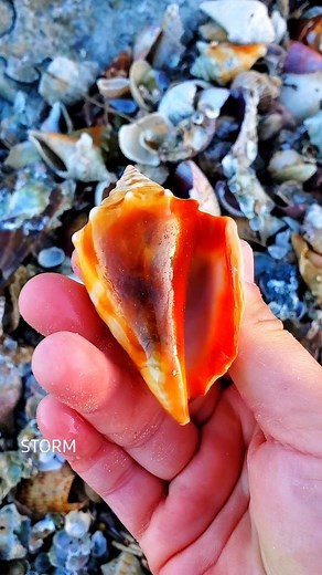 20K views · 173 reactions | Post storm shelling Part 2! ⬇️ . Last...