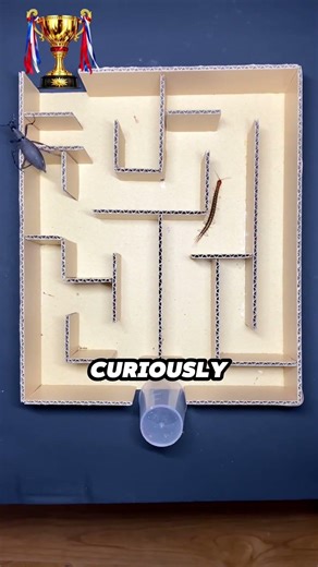 Who’s Smarter? Stag Beetle or Centipede 🤔