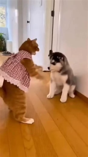 Hilarious Funny Pets Compilation