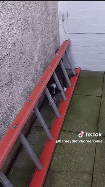 Barney at ten weeks old, he still plays with a plastic bottle just the same