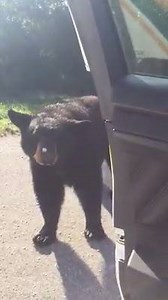 534K views · 474 reactions | POLICE ENCOUNTERS BEAR: Recently, the Marion County Sheriff's Office posted a video of a 'bare' man attacking a patrol car while naked. But with their latest video, they show off another type of 'bear' encounter when a deputy found a bear on the loose! Video Courtesy: Marion County Sheriff's Office | FOX 35 Orlando | Facebook