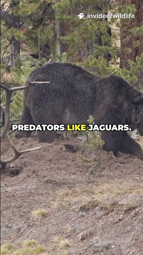The Giant Anteater : The Animal That Eats 30,000 Insects a Day
