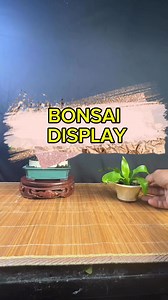 A well-designed bonsai display can elevate the beauty of your tree and create a harmonious, visually appealing atmosphere. #bonsai | Romeo Antipuesto Jr