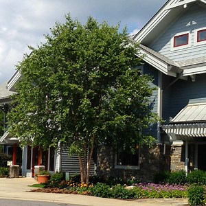 Dura Heat® River Birch