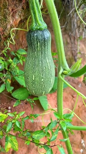 90% People Don’t Know You Can Eat These Parts of a Pumpkin!🌱🎃🤔😱#Pumpkin #PumpkinPlant #PumpkinVines