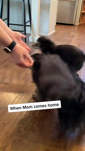 New, extended version is now available on Spotify Apple Music! ❤️🤘 | Puppy Songs