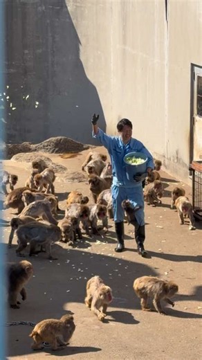 パンチくんを探せ👀🔎 駆け寄って飛びつく瞬間が撮れました🤭💕 #がんばれパンチ #パンチくん #市川市動植物園 #2月21日 | Punch Finds A Friend