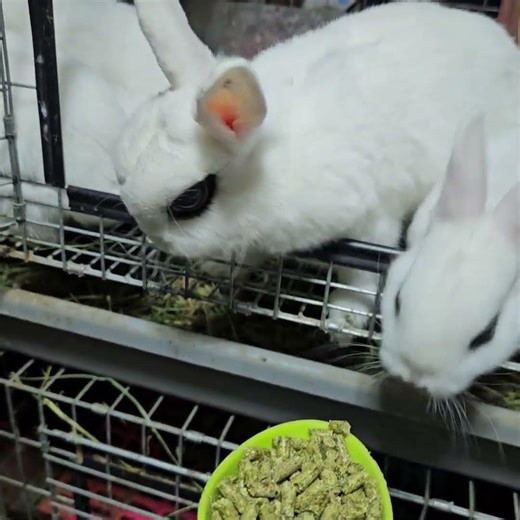 Dwarf hotot babies