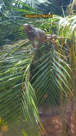 Pelas Trilhas do RN. Aquário Natal.