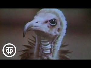 Биология. Животные в природе (1990)