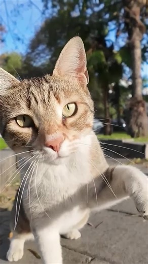 Cat’s hunting fail caught on camera#animals #foryoupage #wildlife