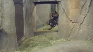 605K views · 14K reactions | CUTENESS OVERLOAD: This baby jaguar made...