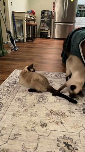 Kitty Fight! Siamese Cats