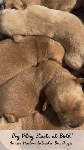 Now Accepting Reservations for Amica's Fox Red & Yellow Lab Puppies!