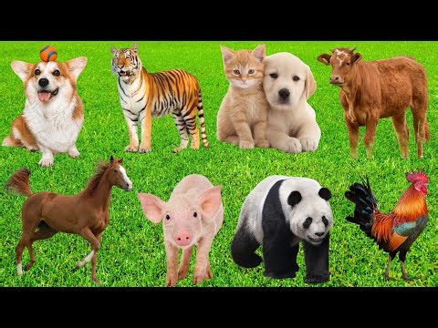 Cute Farm Animals: Rabbit, Cow, Horse, Dog, Chicken, Pig, Cat, Elephant, Fish, Sheep - Animal Sounds