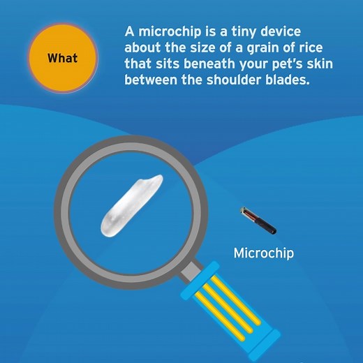 In honor of National Microchipping Month, we’re breaking down the basics of how a microchip can help keep your pet safe. | HomeAgain PetRescuer