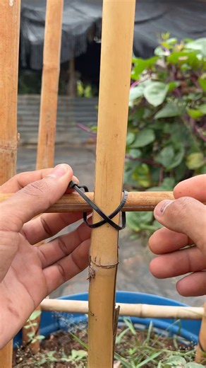 Tying up vegetable trellises with cable ties: The more you pull, the tighter it gets✅ #Agricultur...