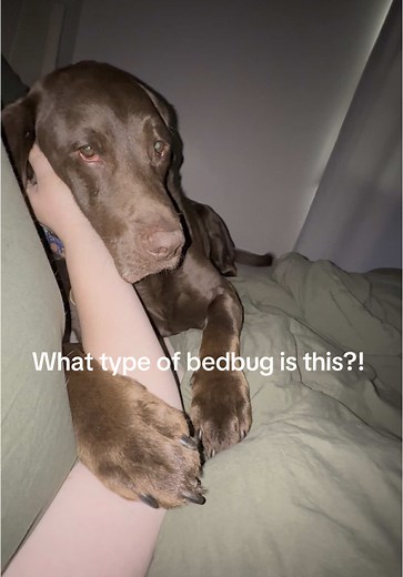 Understanding Bedbugs: Identifying Types and Features