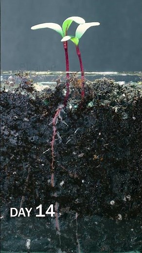 Beets Sprouting Under Soil Time Lapse