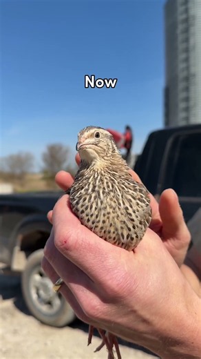 What a baby quail chick vs. an adult quail looks like