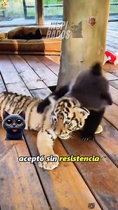 Increíble pero Cierto: Historias que Te Sorprenderán 😨 #curiosidades #divertido #amor #asombroso #animals #interesante #inspirados #fblifestyle | inspirados