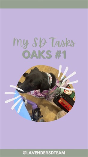 ❀ 𝖾𝗆𝗆𝖺 + 𝗈𝖺𝗄𝗅𝖾𝗒 + 𝗂𝗏𝗒 ❀ on Instagram: "a new series I’m starting to show off both Oakley and Ivy’s service dog tasks that help me with my disabilities! read into the caption on more information about the task first task:: follow person I’m with • this first task could be consider multi tasking for a dog because it involves wheelchair pull, avoiding obstacles, and following the person we are with. this task can help me stay with people when I’m out if I’m having trouble with my visio