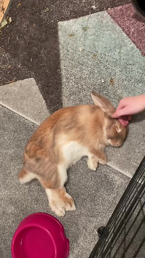 Bunnies are the cutest sleepers 🥹 #bunniesoftiktok #FlexEveryAngle #rabbitsoftiktok #housebunny #sleepingbunny
