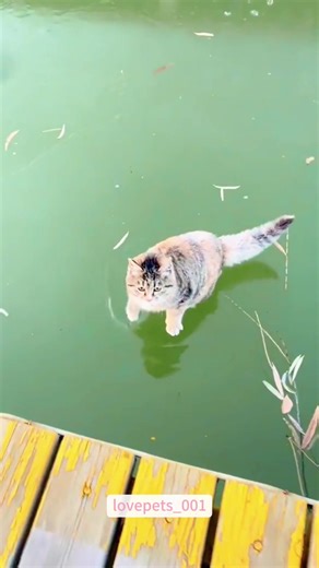 When Your Cat Discovers It's Not a Mermaid