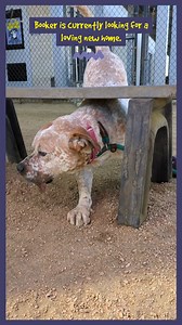 🤠 Howdy, folks! Name’s 𝗕𝗼𝗼𝗸𝗲𝗿, and I reckon I’m just about the best ol’ partner you could ask for! 🐾 I’m 5 years old, weigh a sturdy 78 pounds, and sport a fine coat of red and white tickin’ that folks seem to fancy. And let me tell ya somethin’ special—I’ve got a tongue so long, it just lolls out all the time. 😛 Don’t worry, it’s part of my charm! I’m a simple dog with some mighty fine passions: 🧸 carrying around toys, lovin’ a good ol’ butt scratch (my 𝘬𝘳𝘺𝘱𝘵𝘰𝘯𝘪𝘵𝘦 🥴), and s