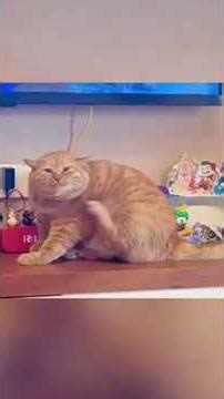 funny video #cat #cats #funny #funnyvideos #fyp