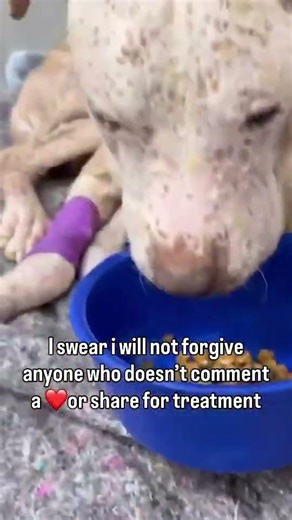 #Repost Please help Renato 🥺Besides all the abnormal test results, he also has a serious skin