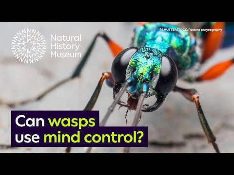 How do emerald wasps use mind control on cockroaches? | Surprising Science