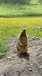 cute Himalayan Marmot (旱獭,Marmota himalayana) emits alarm calls, in Sichuan province. It is under second-class state protection in #China. ❤时光~远方 ❤❤❤ #Nature #Peace #wildlife #Chinese #love #travel | Lin hillside
