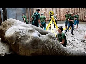 Faculty vets perform a successful diseased elephant tusk extraction in the Poznan Zoo in Poland.