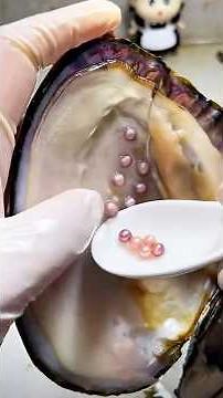 how are pearls formed in shells? opening oysters for pearls,natural freshwater mussel farming!