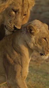— Amor de león — Un momento tranquilo y conmovedor: un intercambio íntimo entre un macho dominante y una leona, un cortejo crucial para la supervivencia de su manada. Esta conexión es más que un simple instinto; es la base de una población de leones próspera, garantizando la transmisión de una genética robusta a las generaciones futuras. Las manadas de leones experimentan cambios constantes: los cachorros se enfrentan a altas tasas de mortalidad y los machos dominantes a menudo se ven desafiados