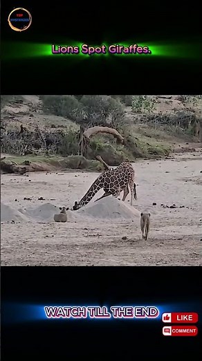 Lion vs Giraffe — Can the King of the Savanna Take Down a Giant?