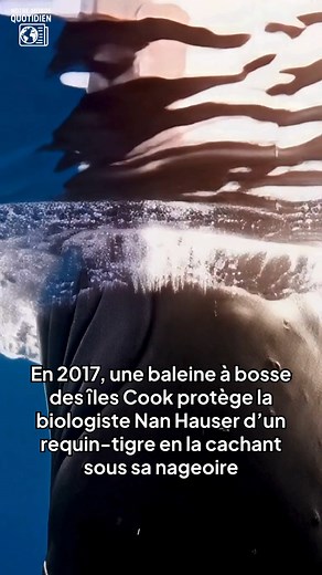 Parfois, la nature nous protège… même quand on ne s’y attend pas. En 2017, dans les eaux cristallines des îles Cook, la biologiste marine Nan Hauser nageait pour observer des baleines à bosse. Rien d’inhabituel… jusqu’à ce qu’un géant de 25 tonnes fonce droit vers elle. Au début, elle croit à un accident. La baleine la pousse, la soulève, tente de la cacher sous sa nageoire, insiste, insiste encore. Nan ne comprend pas — pourquoi ce géant doux la bouscule-t-il autant ? Puis elle voit l’ombre. Un