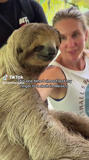 Sloth's Tight Grip: Almost Lost a Finger in Mexico!