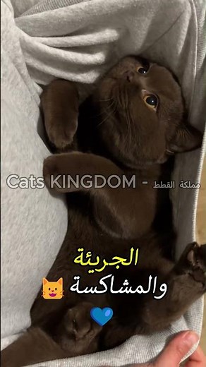 أشهر 10 أسماء قطط في العالم 😺✨ هل اسم قطتك بينها؟